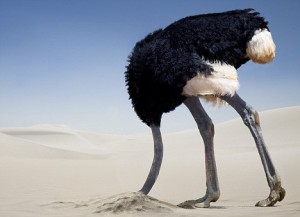 Ostrich With Its Head In The Sand